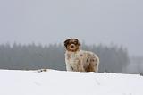 BERGER AUSTRALIEN PUPPIES 430